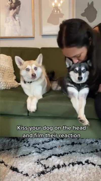 Kissing her dog on the head to see the other dogs reaction. They both look so adorable 😍.