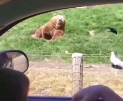 A bear says hi and catches the food like a pro.