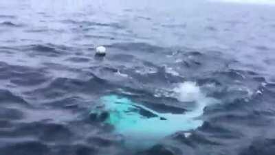 Beluga whale plays fetch with researchers 🤔