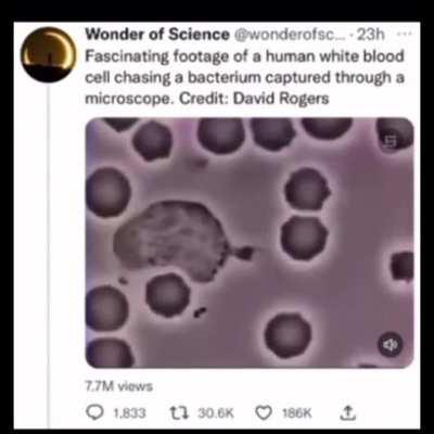 White blood cell eating bacterium