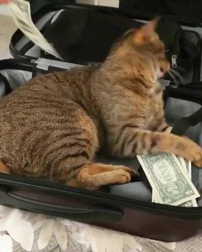 IT'S MY MONEY, AND I WANT IT NOW 😾