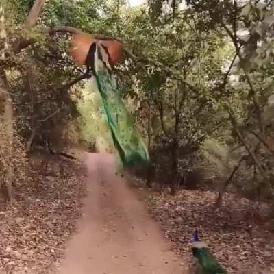 Rare view of a peacock taking flight