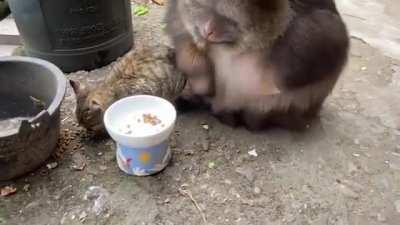 Xing Xing the one-armed Tibetan Macaque tries cat food and decides it's not for him