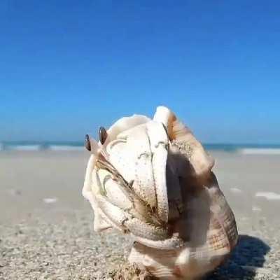 Hermit crabs have soft, exposed abdomens. This leaves them vulnerable to predators. To protect themselves, hermit crabs search for abandoned shells — usually sea snail shells. When they find one that fits, they tuck themselves inside it for protection and