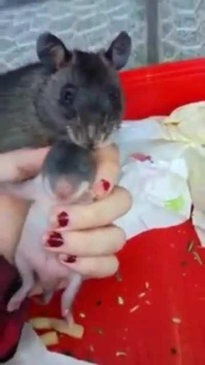 Giant rat shows her babies