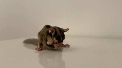 Sugarglider feasting on Morio Worm in slow motion