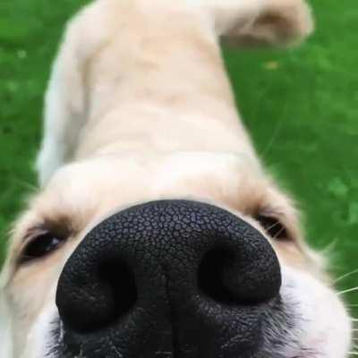 A golden snoot can make everything better