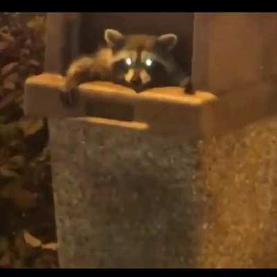 Raccoons from Chicago be like...