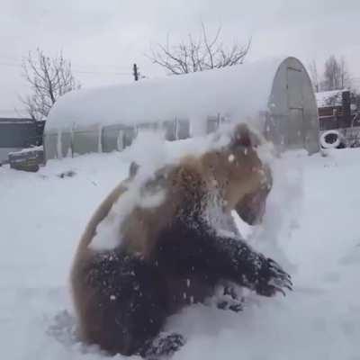 This bear loves snow