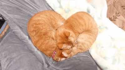 These cats sleeping in the shape of a perfect heart