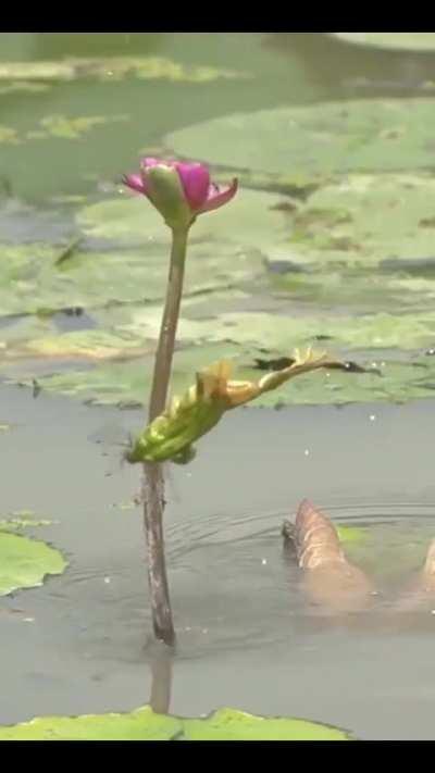 Frog hunting.. I Love he holds his hands politely to his sides up until he stuffs the bug in his mouth.