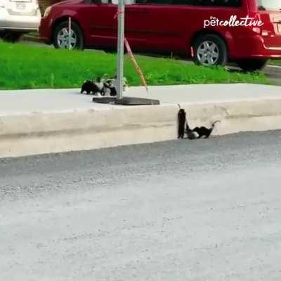 🔥 Momma skunk helping her babies 🔥