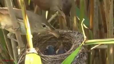 Cuckoo chicks hatch before their host's chicks and eject the eggs in order to monopolize the food.