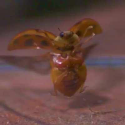 Ladybug takeoff in slow motion (85 wing flaps per second)