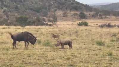 A baby rhino playfully charging a wildebeest before retreating to its mom