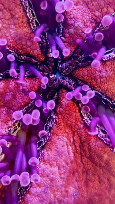 The Underside of a Starfish