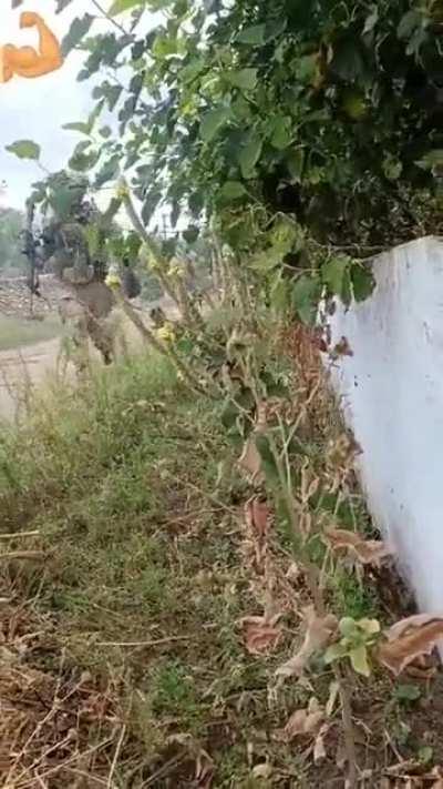 POV: HD footage of Ukrainian soldiers clearing a village in the East.