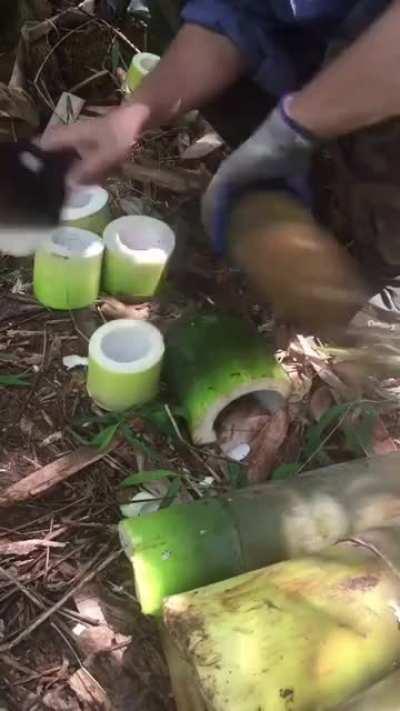 Cutting Bamboo for Bamboo Shoots