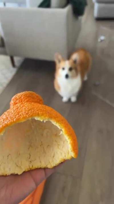 Sumo orange peel, perfectly sized for a Corgi hat