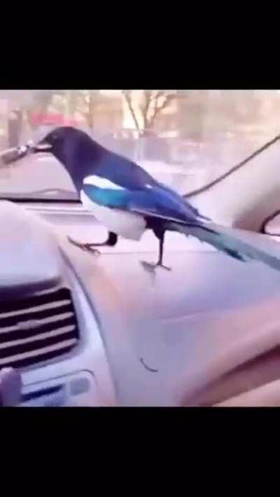 Bird demanding a cigarette