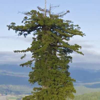 🔥 A redwood known as Hyperion is the tallest tree in the world, at a height of 115.85 meters (380.1 feet) and is approximately 700-800 years old.