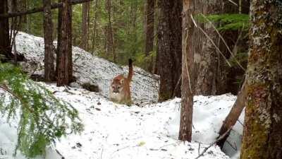 🔥 Wolves, cougars and bears OH MY - Some of my favorite video captures from the last year