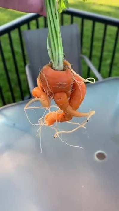 My wife just grew this mutant carrot in her garden