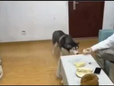 Husky reacts to smelling a Durian fruit