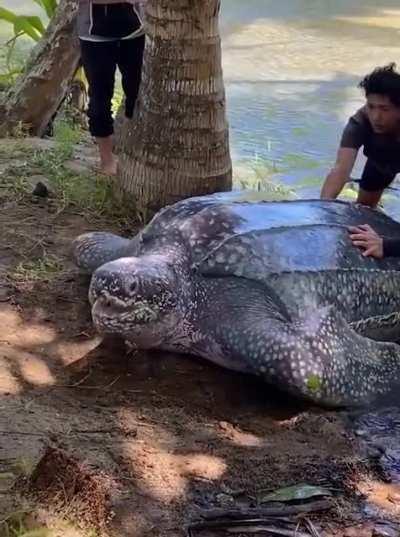 600lb leatherback turtle rescued from a swamp and returned to the sea by villagers in North Sulawesi, Indonesia