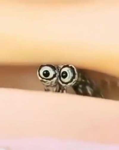 The eyes of this tiny crab.