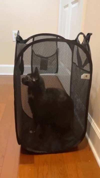 My cat tries - and fails - to escape a hamper