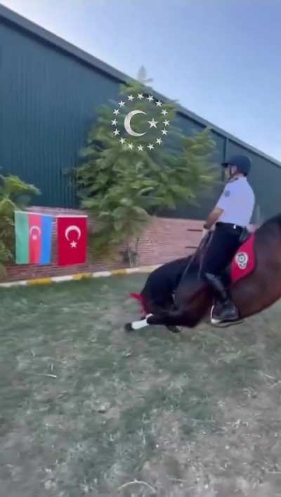 turk bros what are you doing to horses