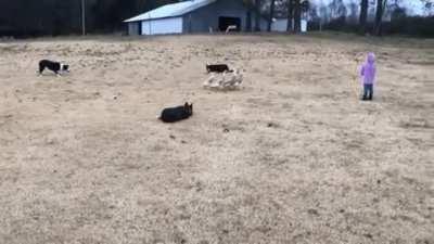 These good boys showing their herding as a team abilities