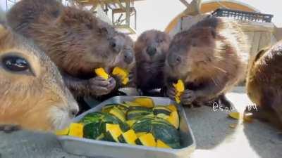 Just come Beavers having a snack.