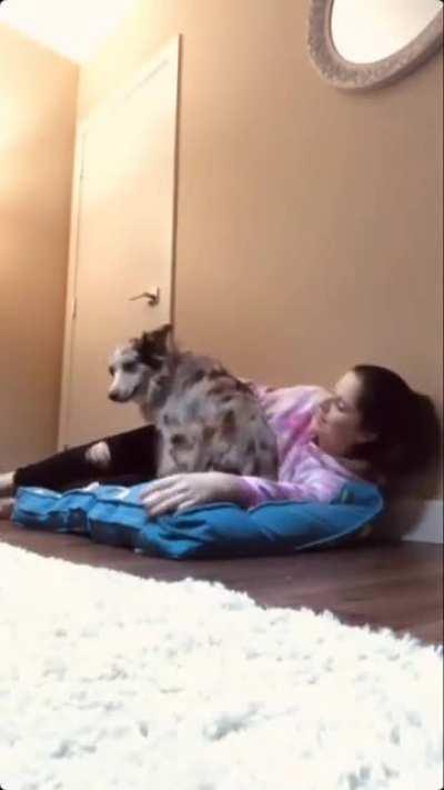 Dog's adorable reaction on owner laying on her bed