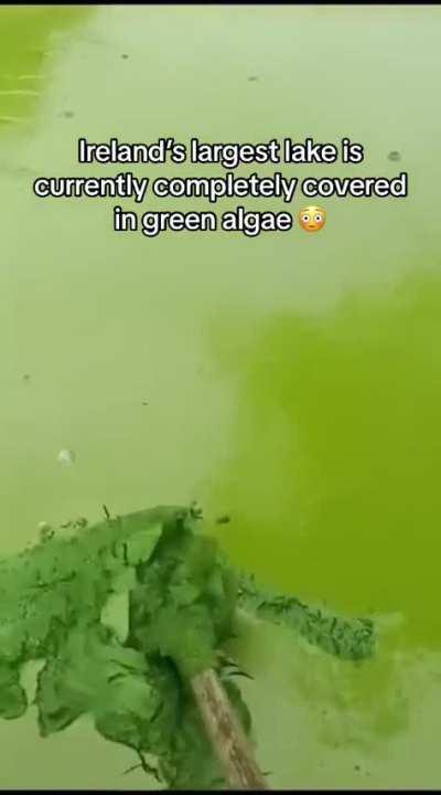 This lake in Ireland is completely covered in thick algae