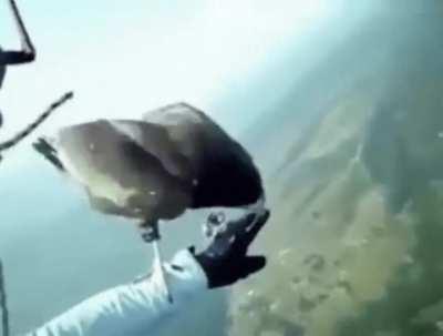 Bird stops by to visit a skydiver