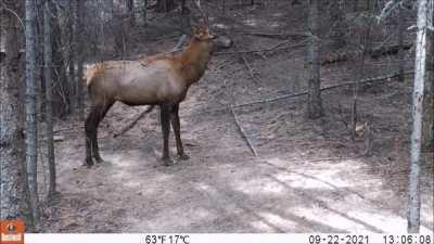 Young bull elk wakes up from a nap and screams, then pops a boner so hard he shits