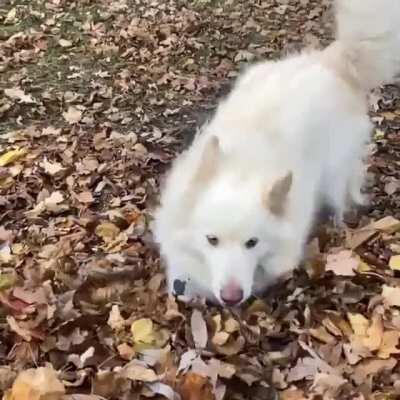 Moon moon loves his leaves ... and majestically flappy in the breeze.