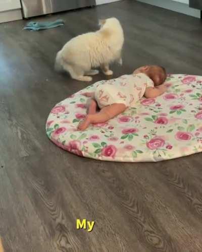 Summer the ragdoll wanted to show off her baby to her tiny human friend.