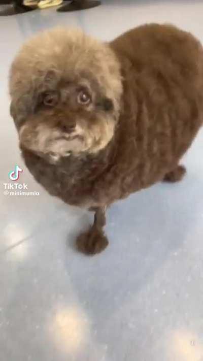 Dog haircut