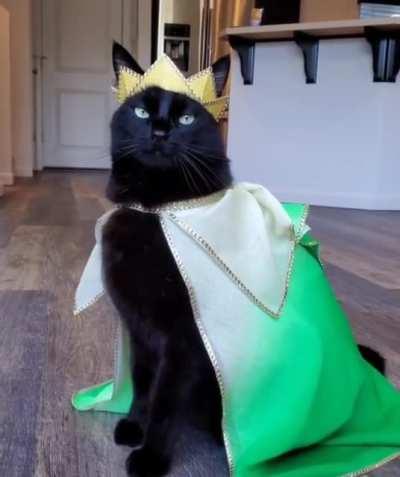 All bow down for the royal kitty