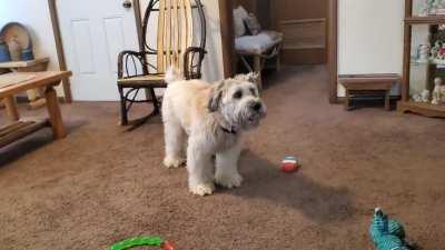 Our goofy Wheaten Terrier