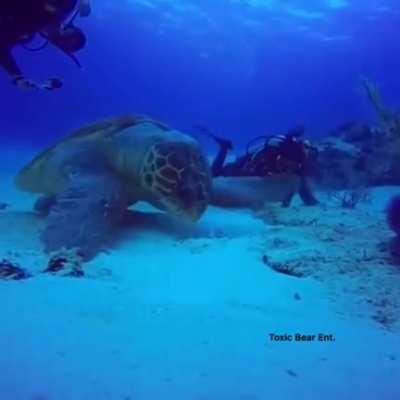 This absolute BEHEMOT of a sea turtle or a surviving Archelon