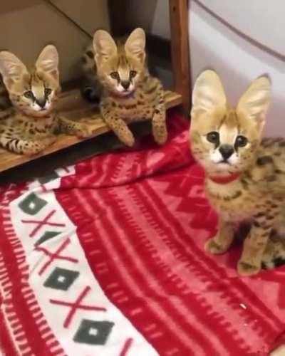 Serval kittens