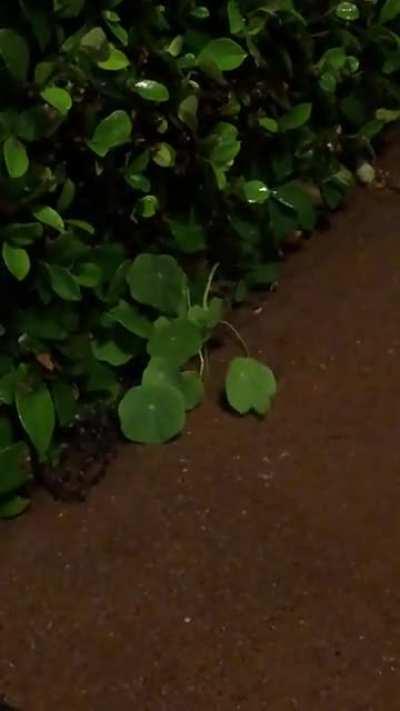 Someone was happy about the rain last night (this is not a time lapse)