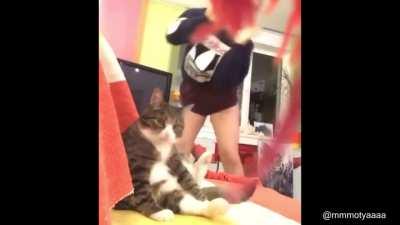 The cats face