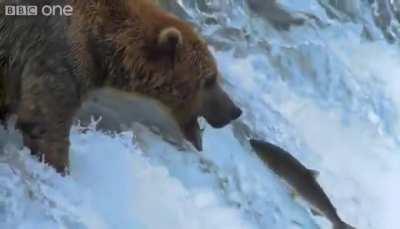 🔥 Grizzly Bear Catching Salmon As It Swims Upstream