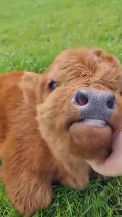 this Highland calf gets all the pets..