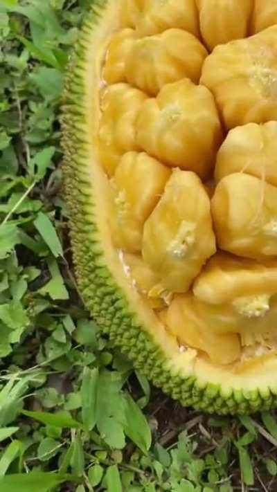 peeling the Jackfruit